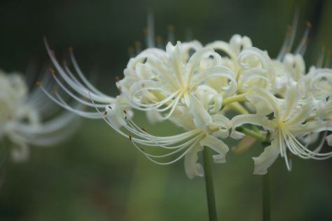 https://flic.kr/p/8GmKHw | Lycoris radiata - white | It was taken last month... I have many pictures un-uploaded. ^o^; [Binomial name] Lycoris radiata [EN] Spider Lily [JP] Higanbana (ヒガンバナ, 彼岸花) IMG5_14967 Spider Lillies, Lycoris Radiata, Spider Lilies, Red Spider Lily, Spider Lily, Banner Discord, Red Spider, Mary Mary, Flower Meanings