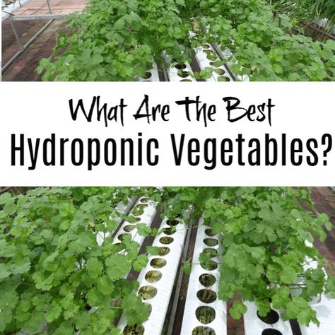 What Are The Best Hydroponic Vegetables?  https://dianfarmer.com/what-are-the-best-hydroponic-vegetables/  #hydroponics #gardening #gardens hydrogardening Indoor Hydroponic Gardening, Hydro Gardening, Planting Lettuce, Hydroponics Gardening, Hydroponic Vegetables, Garden Problems, Hydroponic Farming, Hydroponics Diy, Hydroponic Growing