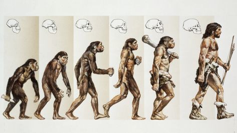 How Did Humans Evolve? - HISTORY Evolution Activities, Theory Of Evolution, Early Humans, Human Evolution, Natural Selection, Charles Darwin, First Humans, Anthropology, Classroom Activities