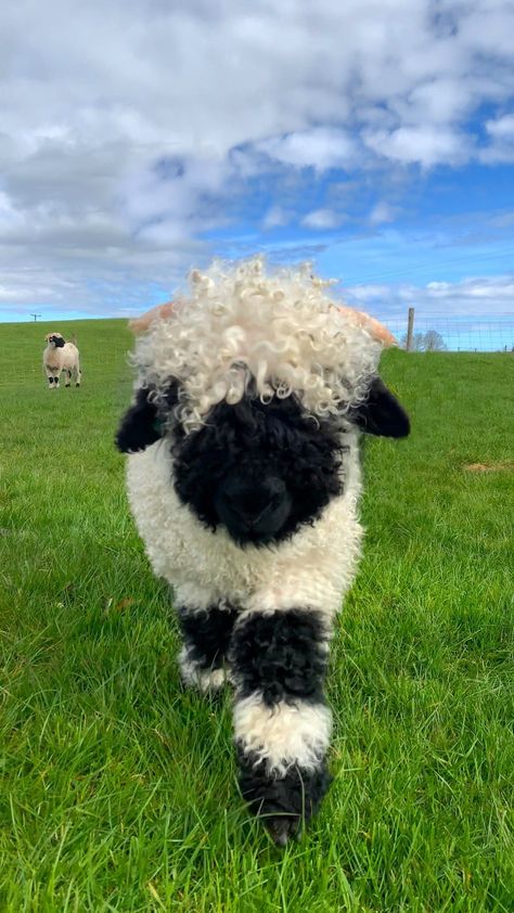 Fluffy Sheep Drawing, Sheep Astethic, Ireland Sheep, Miniature Sheep, Cute Lambs, Blacknose Sheep, Sheep Cute, Valais Blacknose, Valais Blacknose Sheep