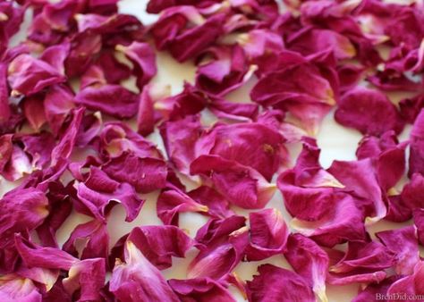 How to dry rose petals for natural body care recipes, crafts, décor and biodegradable confetti. Drying Rose Petals, Dry Rose Petals, Body Care Recipes, Dry Rose, Bath Salts Diy, Biodegradable Confetti, Dried Rose Petals, Growing Roses, Preserved Roses