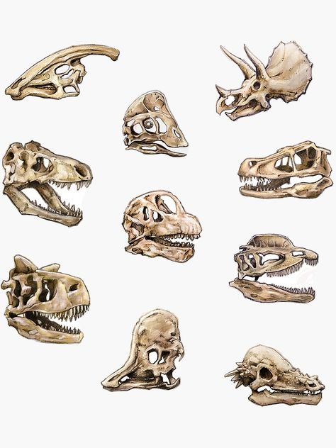 Dinosaur Skull Illustration, Dinosaur Skull Reference, Dinosaur Skull Sketch, Triceratops Skull Drawing, Dino Skull Drawing, Dino Skeleton Drawing, Dinosaur Skeleton Art, Dinosaur Bones Tattoo, Triceratops Skull Tattoo