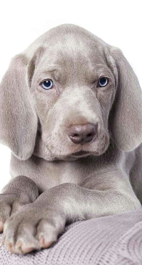 Wiemeriner Puppies, Wiemeriner Dogs, Weimaraner Dogs Grey, Blue Weimaraner Puppy, Weimaraner Puppy, Blue Weimaraner, Weimaraner Puppies, Girl Training, Weimaraner Dogs