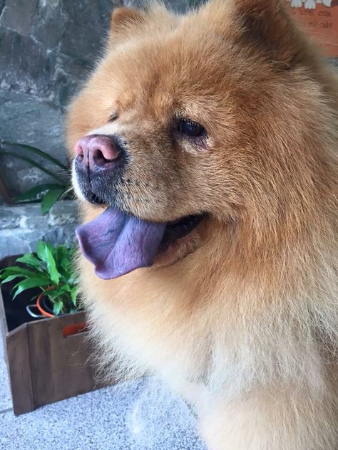 Dog | Língua Roxa Chow Chow Dogs Big, Chow Chow, Little Dogs, Love Animals, Big Dogs, Mans Best Friend, Pet Shop, So Cute, Brazil