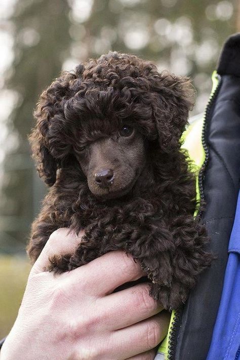 Brown Poodle, Poodle Cuts, Toy Poodles, Tea Cup Poodle, Poodle Grooming, Poodle Puppies, French Poodles, Dog Exercise, Rottweiler Puppies