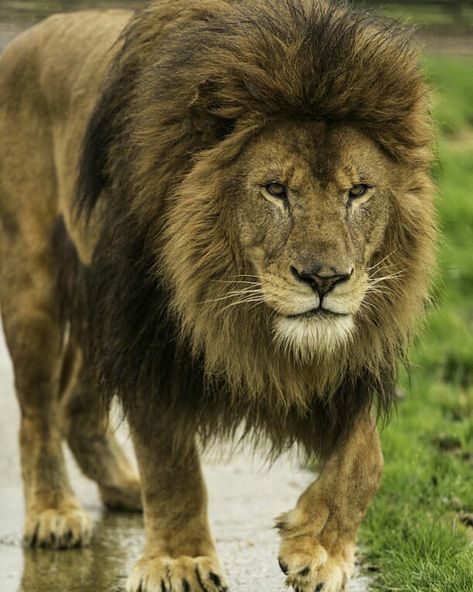 King Tibor (means it is forgotten) [FP] Tibor is a strong male lion who’s been ruling this pride for a long while. His hatred for DE Pride is deep seated and longs to take over their land. Although he can be cruel he loves his family deeply. Mate: Malika. Cubs Kendi, 2 daughter and 2 other sons. (Open to be played by someone else, if you want him comment on the pin in board info) Lion Photography, Lion And Lioness, Lion King Art, Black Lion, Male Lion, Lion Pictures, African Lion, Le Roi Lion, Lion Art