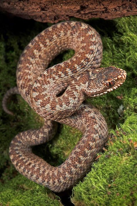 Adder Snake, Snake Pictures, Puff Adder, Snake Symbolism, Piercing Snake, Black Adder, Snake Nail, Snake Bite Piercing, Pit Vipers