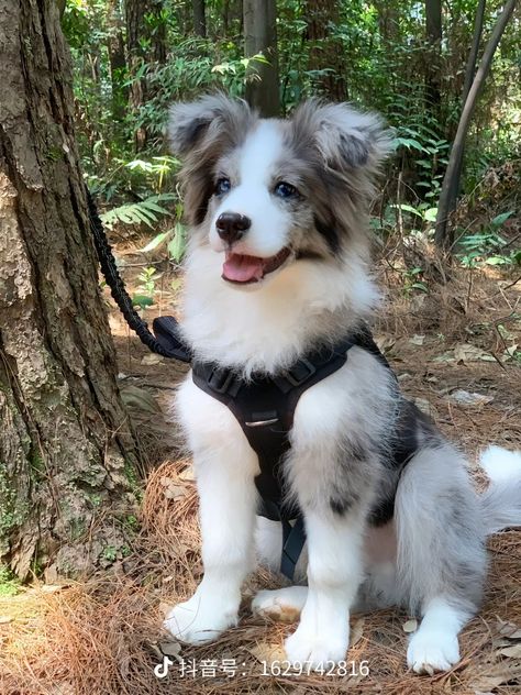 Aussie Shepherd Puppy, Cutest Cats Ever, Rare Dogs, Dog Spaces, Barn Animals, Very Cute Puppies, Aussie Puppies, Really Cute Puppies, Farm Dogs