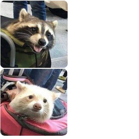 Matching Raccoon Pfps, Racoon Matching Pfp, Raccoon Matching Pfp, Animal Pfp, Funny Matching, Matching Profile, Racoon, Matching Profile Pictures, Profile Pictures