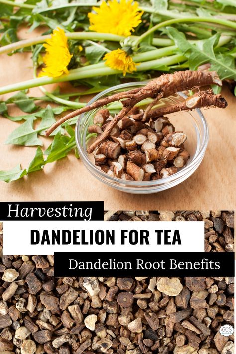 Did you know dandelion root is packed full of medicinal properties? Keep reading to learn more about the benefits of dandelion root, how to harvest it, and turning it into a delicious tea! Harvesting Dandelion, Dandelion Root Benefits, Benefits Of Dandelion Root, Dandelion Uses, Medicinal Herbs Remedies, Herbal Benefits, Dandelion Coffee, Dandelion Benefits, Dandelion Root Tea