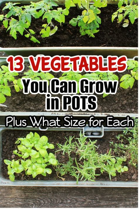 13 Vegetables You Can Grow In Pots PLUS What Size For Each

Grow your veggies in pots! 13 container-friendly vegetables and ideal pot sizes for each. Maximize your harvest with these space-saving gardening tips.

https://dianfarmer.com/vegetables-grow-pots-ideal-sizes/ Veggies In Pots, Potted Vegetables, Growing Vegetables In Pots, Vegetable Garden For Beginners, Homestead Gardens, Natural Fertilizer, Growing Veggies, Container Gardening Vegetables, Garden Oasis