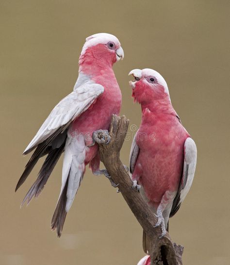 Galah Cockatoo, Birds On Tree, Australian Parrots, Regard Animal, Pink Cockatoo, Australian Flora, Australian Birds, Funny Birds, Pink Bird