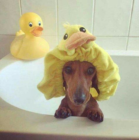 Dachshund Dog, Rubber Duck, Dachshund, Yellow