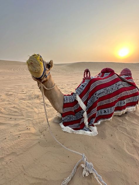 Dubai Camel, Dubai Dessert, Uae Aesthetic, Dubai Vacation, Baby Gif, Aesthetic Pics, Jet Ski, K K