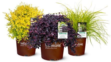 Seeking versatility in garden design? Give Purple Diamond® Semi-dwarf Loropetalum a try Orange Rocket Barberry, Lemon Lime Nandina, Violet Diamond, Sunshine Ligustrum, Southern Living Plant Collection, Southern Living Plants, Purple Pixie, Foundation Planting, Crape Myrtle