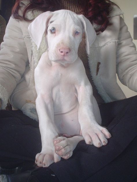 Little deaf Great Dane :( Cute Puppy Photos, Pet Anime, Dane Puppies, Albino Animals, Great Dane Puppy, Dane Dog, Great Dane Dogs, Great Dane, Dog Puppy