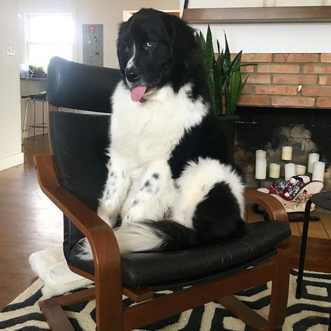 Landseer Dog, Tongue Out Tuesday, Fluffy Things, Athletic Dogs, Newfoundland Puppies, Newfoundland Dogs, Nanny Dog, Teddy Bear Dog, Giant Teddy Bear