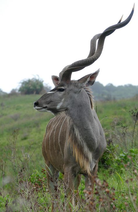 Greater Kudu (Tragelaphus strepsiceros) male ... | by berniedup Kudu Horns, Pics Of Animals, Horned Animals, Greater Kudu, Bizarre Animals, Animals With Horns, Animal T Shirt, Wallpapers Beautiful, Tattoo Nature