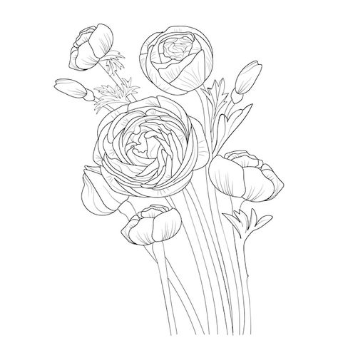 Ranunculus Line Drawing, Ranunculus Drawing Simple, Ranunculus Sketch, Ranunculus Illustration, Ranunculus Drawing, Ranunculus Tattoo, Printable Drawings, Ranunculus Flower, Ink Flowers