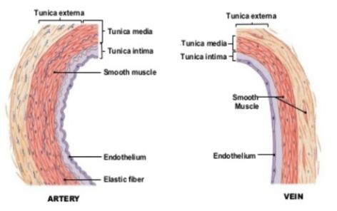 Arteries vs. Veins Anatomy, Smoothie, Quick Saves