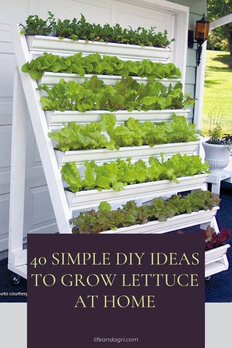 40 Simple DIY Ideas To Grow Lettuce at Home Lettuce Container Garden, Planting Lettuce In Containers, Growing Lettuce In Containers, Greenhouse Lettuce, Lettuce In Containers, Planting Lettuce, Above Ground Garden, Grow Lettuce, Healthy Greens