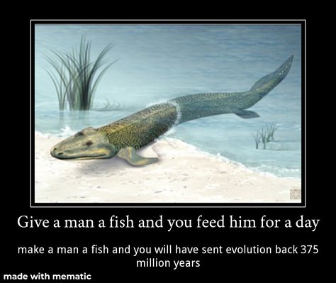 Stop! You missed your chance pal! If you see a horrid beast evolving, push it back in | Tiktaalik | Know Your Meme Phanerozoic Eon, Paleozoic Era, Devonian Period, Ancient Fish, Nature Paper, The University Of Chicago, One Fish, Charles Darwin, Science And Nature