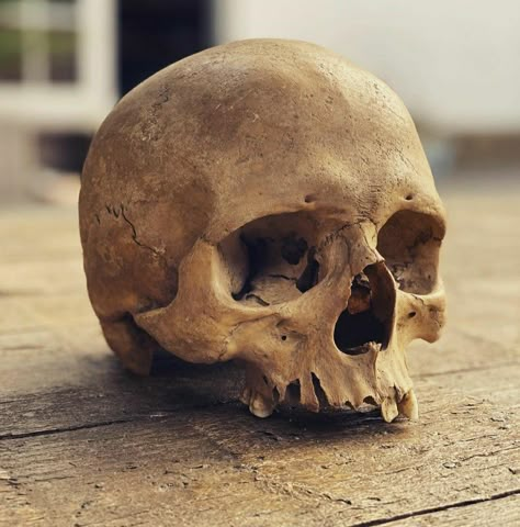 Side Skull Reference, Real Human Skull Photography, Spooky Reference Photos, Skull 3/4 View, Skull On Ground, Skull Reference Anatomy, Skull Reference Photo, Pictures Of Skulls, Human Skull Photography