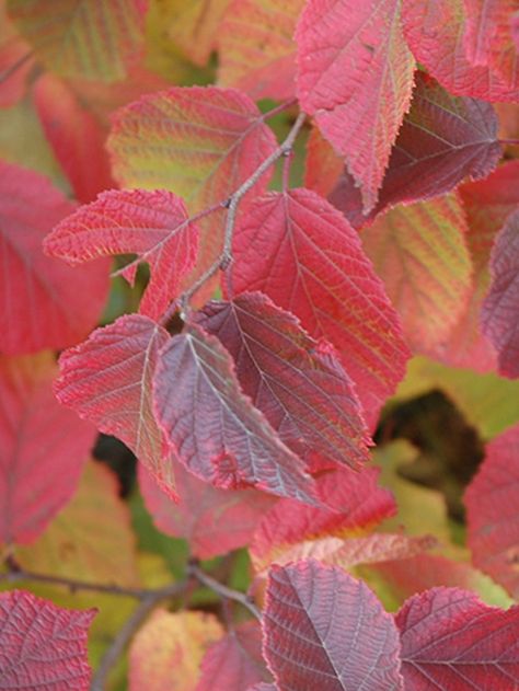 American Hazelnut is a large shrub that is commonly grown for its edible qualities. It produces brown nuts which are usually ready for picking from early to mid fall. The nuts have a sweet taste. American Hazelnut, Landscaping Supplies, Sweet Taste, Hazelnut, Nuts, Minnesota, Forest, Nursery, Lake