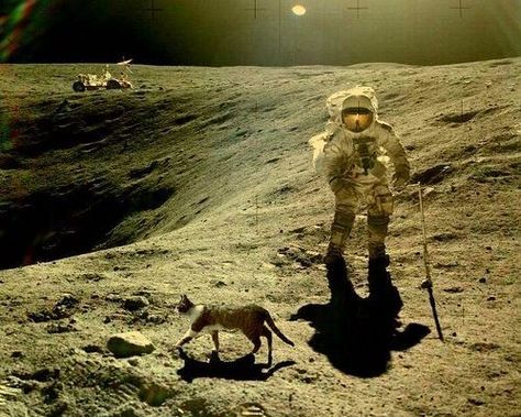 Would have been better mid-hairball, but pretty great nonetheless. Landing Wallpaper, Nasa History, In The Moon, Moon Landing, On The Moon, Cats Meow, Crazy Cat Lady, Meme Pictures, Crazy Cats