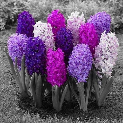 Goodnight🎼🌺🌼🌷🍀🌸 #total_splash #fever_splash #moon_splash_hdr #splash_mania_ #vivosplash #9vaga_splash9 #splash_reward #editmoments_splash… Hyacinths Garden, Hyacinth Flowers, Splash Photography, Fall Bulbs, Colour Photography, Splash Color, Peat Moss, Small Bouquet, Water Hyacinth