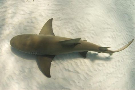 Shark From Above, Cardboard Sculptures, Ocean Ideas, Sail World, Sculpture Reference, Shark Drawing, Cardboard Sculpture, Citizen Science, Tiger Shark