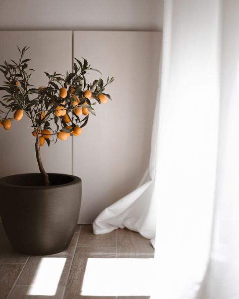 Citrus Tree Indoor, Earth Colour Palette, Citrus Tree, Scandinavian Design Style, Indoor Tree, Expensive Furniture, Summer Styling, Citrus Trees, Indoor Jungle