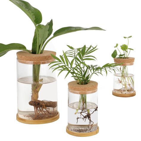 PRICES MAY VARY. 【3 Pieces of Different Sizes】Our glass planters come with 3 pieces in different sizes, the largest measuring 4.3 x 6.8'', the medium-sized one 3.7 x 5.6'', and the smallest 3 x 4.7''. With 3 different-sized vases, you can use them separately or collectively to meet different decorative needs. 【Cork Lid to Secure Plants】 Worried about keeping your plants steady? Each planter boasts a thoughtfully designed cork lid with a built-in hole. It’s more than just a lid—it’s a secure anch Plants Propagation, Plant Vases, Wood Lids, Cork Planters, Propagation Station, Plant Crafts, Work Office Decor, Hydroponic Plants, Plant Propagation