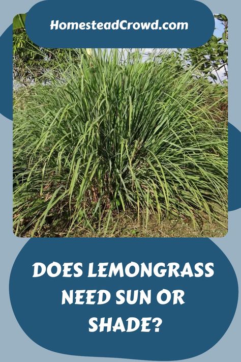 Discover if lemongrass needs sun or shade for optimal growth. Find out the ideal growing conditions and how to cultivate it indoors or in pots. Grow Lemongrass, Lemongrass Plant, Natural Bug Repellent, Perennial Grasses, Herbs Indoors, Liquid Fertilizer, Gardening Tips For Beginners, Replant, Growing Seeds