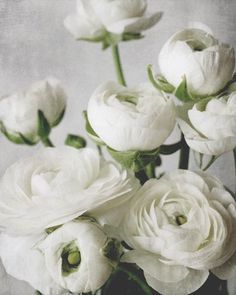 Ranunculus Arrangement, Ranunculus Garden, Ranunculus Wedding, Peach Ranunculus, Ranunculus Bouquet, Ranunculus Flower, White Ranunculus, Ranunculus Flowers, Romantic Bedroom