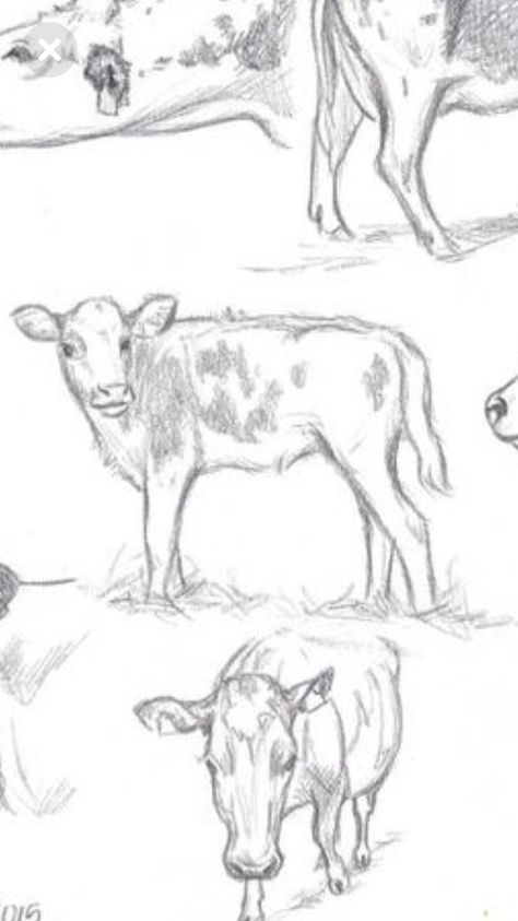 Cow Drawing Side View, Cow Anatomy Drawing, Cow Calf Drawing, Baby Cow Drawing, Cattle Drawing, Cow Anatomy, Cow Sketch, Flash Ideas, Cow Drawing