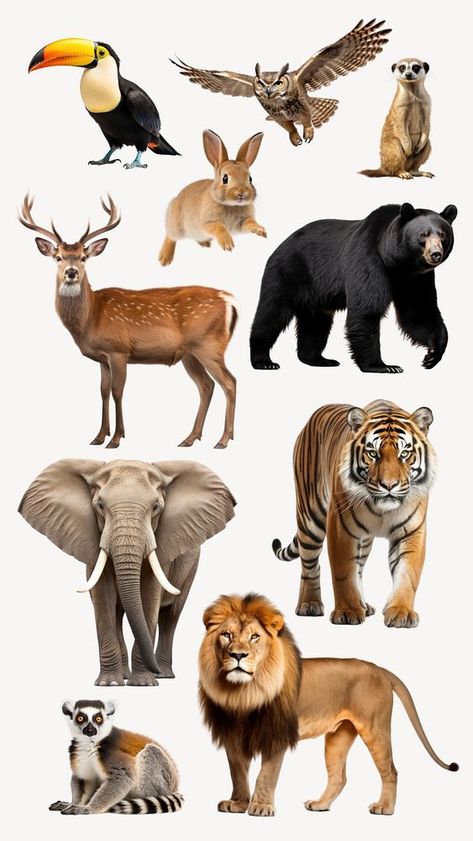 Wildlife animal element set remix | premium image by rawpixel.com / audi Animal Stock Photos, Safari Scrapbook, Animal Body Parts, Candles Wedding, Collage Art Projects, Animal Wildlife, Awesome Designs, Wildlife Animals, Animal Stickers