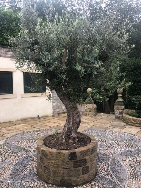 Olive Tree Care, Olive Trees Landscape, Olive Trees Garden, Olivier En Pot, Dream Garden Backyards, Potted Olive Tree, Growing Olive Trees, Front Lawn Landscaping, River Rock Garden