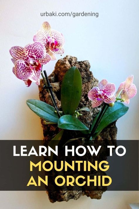 Mounting Orchids gives us an idea of how they would grow naturally. It can be difficult to think about giving up a planter. But if you want to have a more authentic look, go for a mounted orchid. Riding an orchid has some real benefits. In addition to being the most realistic way to display an orchid, mounted orchids can live on your slabs for years. Find out if this could be a good setup for you! #urbakigardening #gardening #orchid #mountingorchid #naturallyorchid Wall Orchids Ideas, Orchid Display Outdoor, Orchid Mounting Ideas, Outdoor Orchid Display Ideas, Orchids Pots Ideas Planters, Orchid Decor Living Room, Orchid Pots Ideas, Orchid Display Ideas Indoor, Orchid Setup