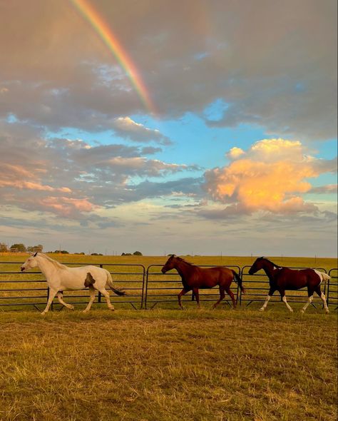 Horses rainbow sunset clouds warm air Cute Horse Aesthetic, Horses In Pasture, Horse Spring, Horse Hay, Country Backgrounds, Horses Running, Farm Lifestyle, Horse Aesthetic, Equestrian Lifestyle