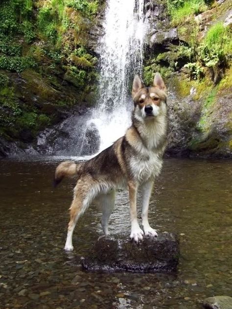 Tamaskan - This rare dog breed from Finland has actually been bred to look like a wolf. Tamaskan Puppies, Tamaskan Dog, Northern Inuit Dog, Dog Wolf, Rare Dogs, Rare Dog Breeds, Dogs Stuff, Sled Dog, Dogs Breeds