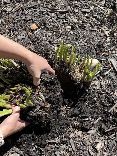 How to Split and Transplant Hosta Plants | Hometalk Splitting Hostas, How To Split, Hosta Plants, Leafy Plants, Yard Care, Rock Wall, Easy Plants, Replant, Tree Roots