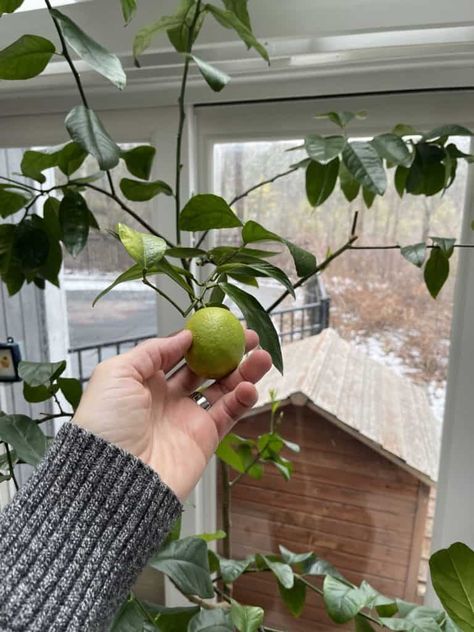 Lime Tree Indoor, Lime Tree In Pot, Key Lime Tree, Best Indoor Trees, Lime Trees, Potted Fruit Trees, Tree Interior, Tree Stem, Citrus Plant