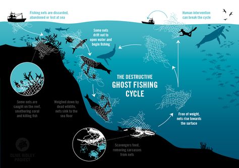 Resources & Publications | Olive Ridley Project Ghost Fishing, Sea Can, Inflatable Kayak, Sea Design, Marine Conservation, Animal Protection, World Economic Forum, Sustainable Development Goals, Ocean Conservation