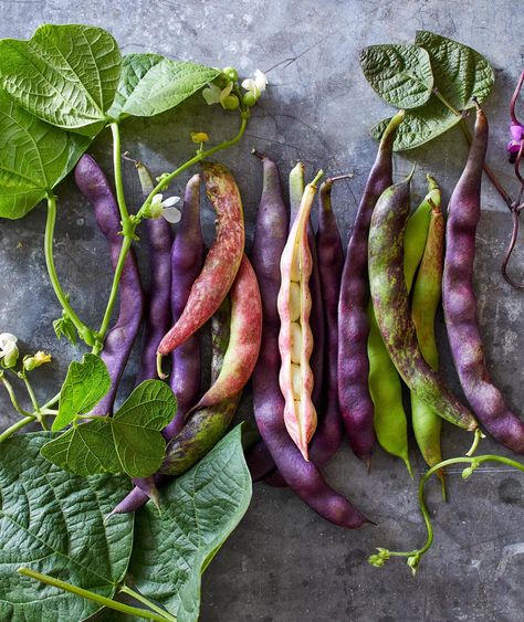 heirloom-bean-varieties-counter-f1436a55 Bean Varieties, Herb Garden Kit, Gardening Trends, Buy Seeds, Bean Seeds, Survival Gardening, Heirloom Vegetables, Herbs For Health, Garden Kits