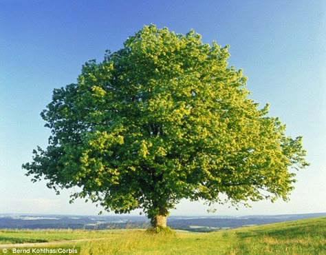 A new threat is facing the iconic oak tree (stock image). Experts have warned that the English oak could be devastated by a plant disease spreading through Europe Trees Images, English Oak Tree, Deadly Plants, 숲 사진, Plants Landscape, Tree Photos, Planting Trees, Trees Art, Plant Pests