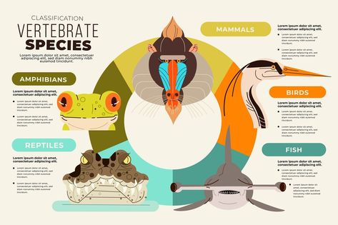 Free Vector | Flat design classification of animals infographic Classification Of Animals, Biology Poster, Animal Infographic, Zoo Project, Infographic Inspiration, Science Illustration, Infographic Illustration, Infographic Design Inspiration, Animal Posters