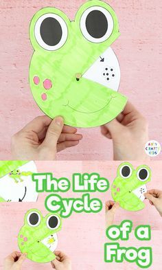 Frog Life Cycle Craft, Life Cycle Of A Frog, Frog Activities, Frog Life Cycle, Life Cycle Craft, Life Cycles Activities, Frog Life, Frog Crafts, Signs Of Spring