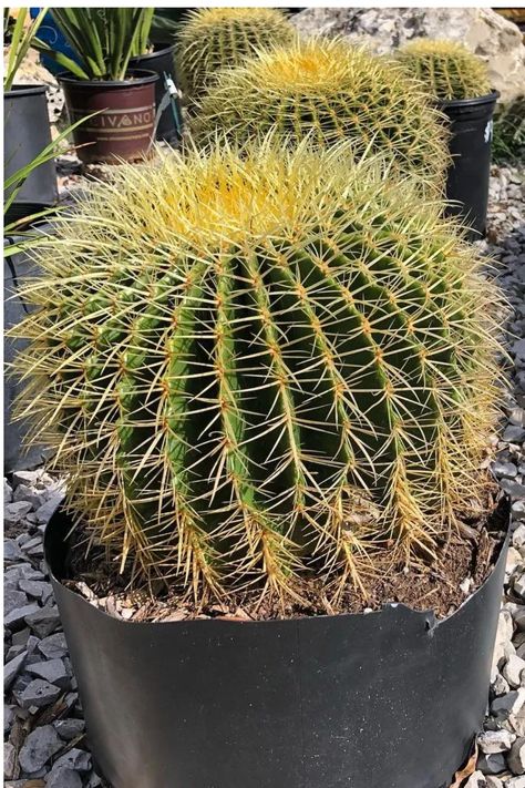 A distinctive, compact cactus with a spherical shape, ribbed surface, and golden-yellow spines. Plant lovers appreciate the Golden Barrel Cactus for its striking appearance, low maintenance, and resilience in arid conditions. Dive into our article for cultivating and caring tips for Echinocactus grusonii, from soil preferences to ensuring a thriving, golden-hued specimen. Photo Credit: @solstice_gardens https://bonsaimary.com/golden-barrel-cactus.html Golden Barrel Cactus, Cactus Care, Barrel Cactus, Desert Plants, Golden Yellow, Plant Lover, Low Maintenance, Cactus Plants, Photo Credit