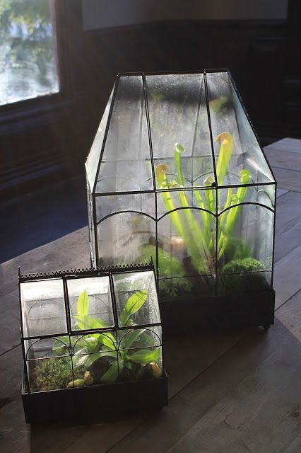 Carnivorous Plants Greenhouse, Carnivorous Terrarium, Plants Store, Pitcher Plants, Green Houses, Decor Ikea, Greenhouse Plans, Pitcher Plant, Indoor Gardens